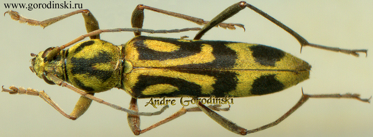 http://www.gorodinski.ru/cerambyx/Chlorophorus annularis.jpg